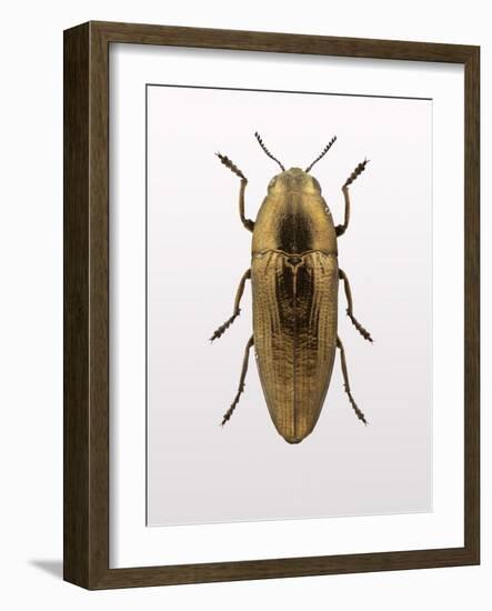 Beetle 4-Design Fabrikken-Framed Photographic Print