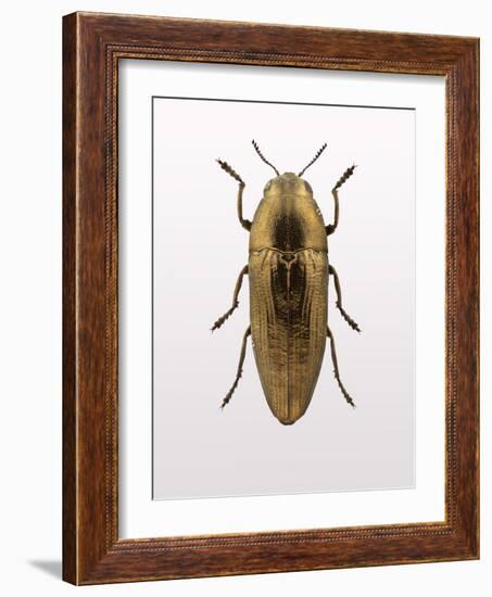 Beetle 4-Design Fabrikken-Framed Photographic Print