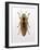 Beetle 4-Design Fabrikken-Framed Photographic Print