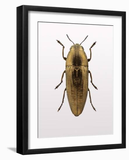 Beetle 4-Design Fabrikken-Framed Photographic Print