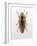 Beetle 4-Design Fabrikken-Framed Photographic Print