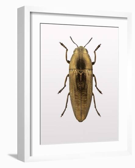 Beetle 4-Design Fabrikken-Framed Photographic Print