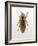 Beetle 4-Design Fabrikken-Framed Photographic Print