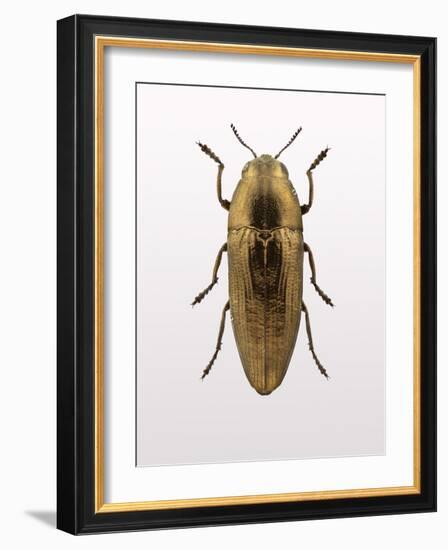 Beetle 4-Design Fabrikken-Framed Photographic Print