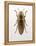 Beetle 4-Design Fabrikken-Framed Premier Image Canvas