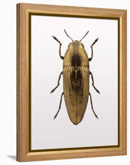 Beetle 4-Design Fabrikken-Framed Premier Image Canvas