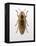 Beetle 4-Design Fabrikken-Framed Premier Image Canvas