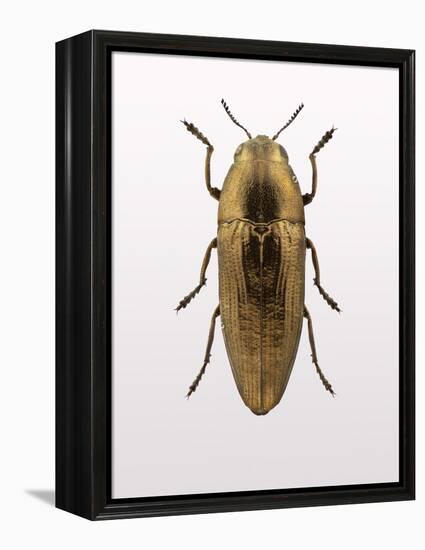 Beetle 4-Design Fabrikken-Framed Premier Image Canvas