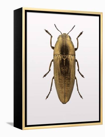 Beetle 4-Design Fabrikken-Framed Premier Image Canvas