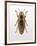 Beetle 4-Design Fabrikken-Framed Photographic Print