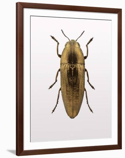 Beetle 4-Design Fabrikken-Framed Photographic Print