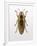 Beetle 4-Design Fabrikken-Framed Photographic Print