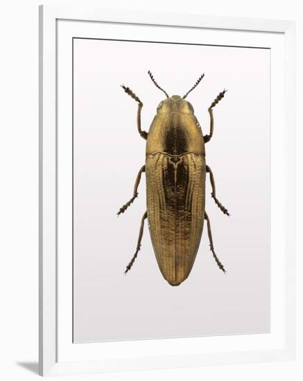 Beetle 4-Design Fabrikken-Framed Photographic Print