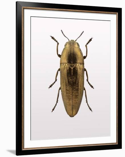 Beetle 4-Design Fabrikken-Framed Photographic Print