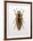 Beetle 4-Design Fabrikken-Framed Photographic Print