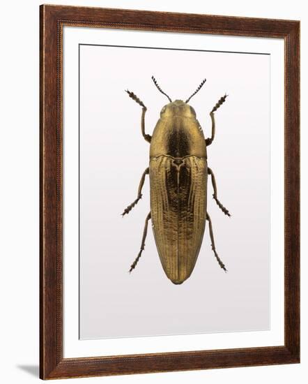 Beetle 4-Design Fabrikken-Framed Photographic Print