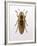 Beetle 4-Design Fabrikken-Framed Photographic Print