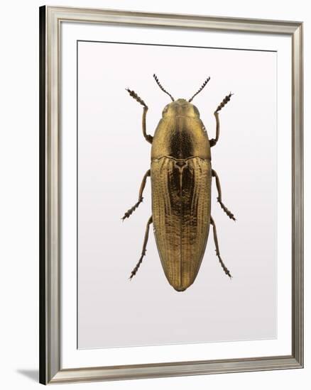 Beetle 4-Design Fabrikken-Framed Photographic Print