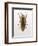 Beetle 4-Design Fabrikken-Framed Photographic Print