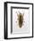 Beetle 4-Design Fabrikken-Framed Photographic Print