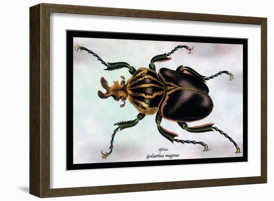 Beetle: African Goliathus Magnus-Sir William Jardine-Framed Art Print