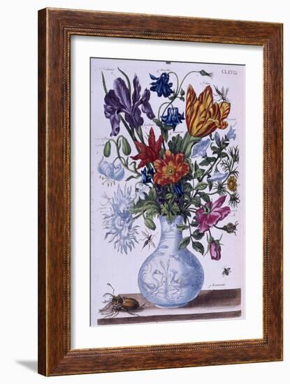 Beetle and Different Flowers - Dess. by Maria Sibylla Merian, N.D., Approx. Late 18Th Century-Maria Sibylla Graff Merian-Framed Giclee Print