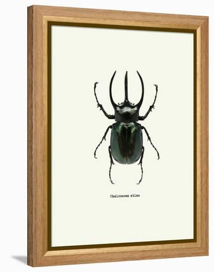 Beetle Black-null-Framed Stretched Canvas