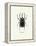 Beetle Black-null-Framed Stretched Canvas