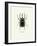 Beetle Black-null-Framed Art Print