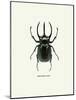 Beetle Black-null-Mounted Art Print