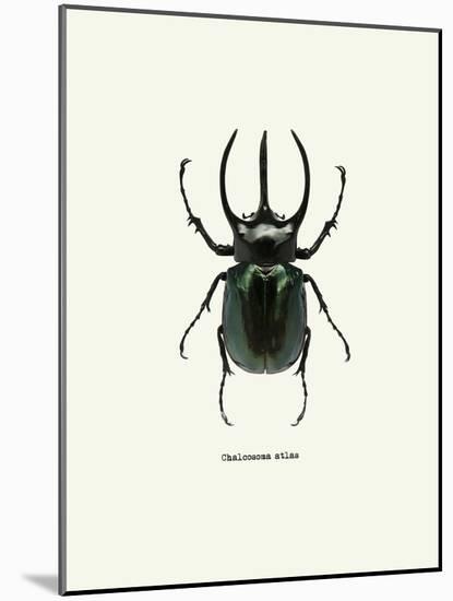 Beetle Black-null-Mounted Art Print