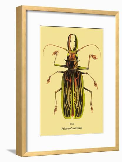 Beetle: Brazilian Prionus Cervicornis-Sir William Jardine-Framed Art Print