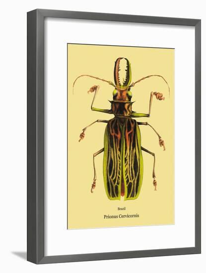 Beetle: Brazilian Prionus Cervicornis-Sir William Jardine-Framed Art Print