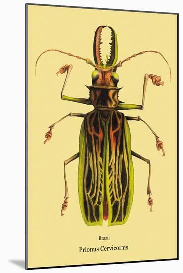 Beetle: Brazilian Prionus Cervicornis-Sir William Jardine-Mounted Art Print