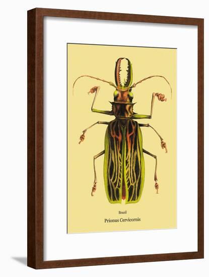 Beetle: Brazilian Prionus Cervicornis-Sir William Jardine-Framed Art Print