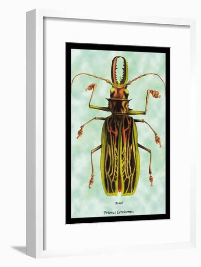 Beetle: Brazilian Prionus Cervicornis-Sir William Jardine-Framed Art Print