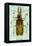 Beetle: Brazilian Prionus Cervicornis-Sir William Jardine-Framed Stretched Canvas