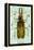 Beetle: Brazilian Prionus Cervicornis-Sir William Jardine-Framed Stretched Canvas