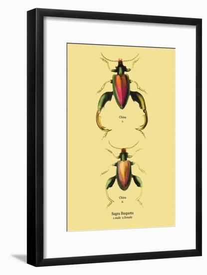 Beetle: Chinese Sagra Buquetu-Sir William Jardine-Framed Art Print