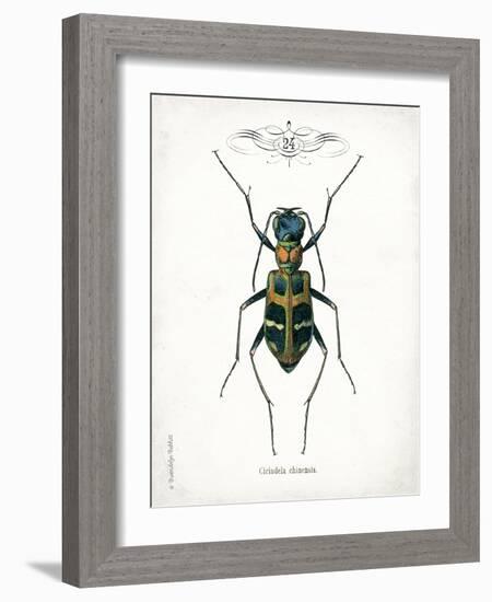 Beetle I-Gwendolyn Babbitt-Framed Art Print