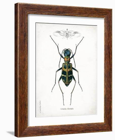 Beetle I-Gwendolyn Babbitt-Framed Art Print