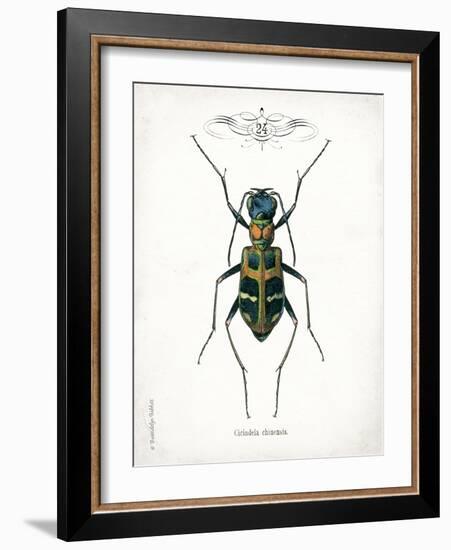 Beetle I-Gwendolyn Babbitt-Framed Art Print