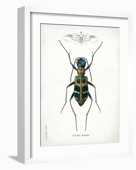 Beetle I-Gwendolyn Babbitt-Framed Art Print