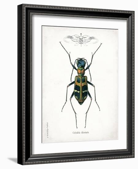 Beetle I-Gwendolyn Babbitt-Framed Art Print