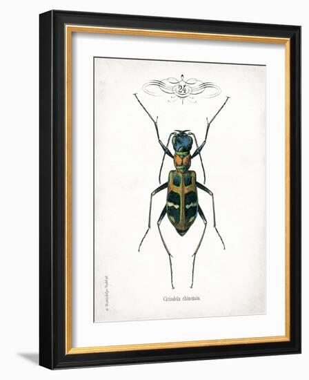 Beetle I-Gwendolyn Babbitt-Framed Art Print