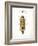 Beetle II-Gwendolyn Babbitt-Framed Art Print