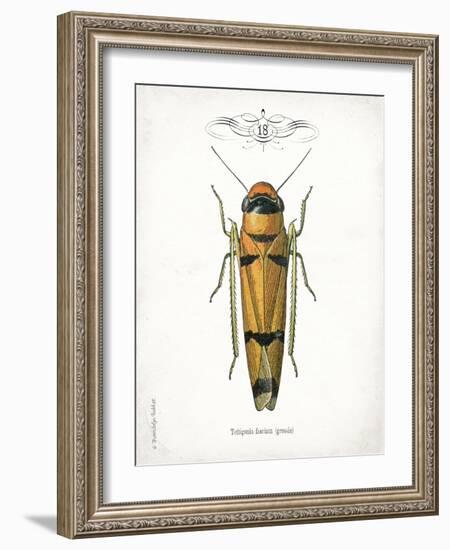 Beetle II-Gwendolyn Babbitt-Framed Art Print