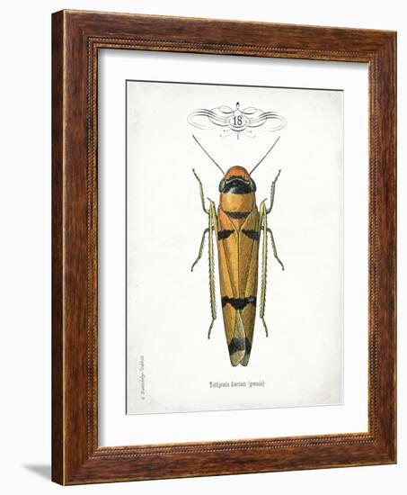 Beetle II-Gwendolyn Babbitt-Framed Art Print