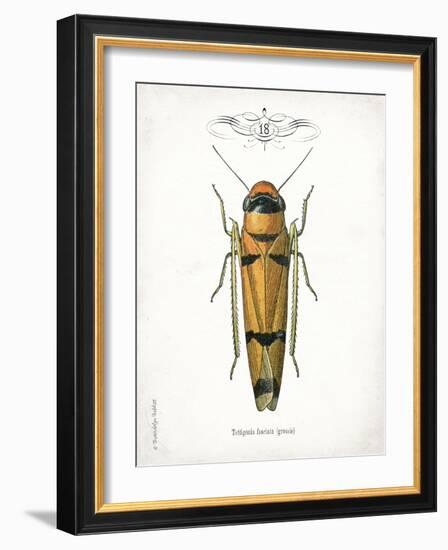 Beetle II-Gwendolyn Babbitt-Framed Art Print