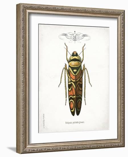 Beetle III-Gwendolyn Babbitt-Framed Art Print